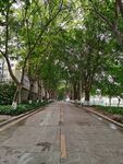 林间小路