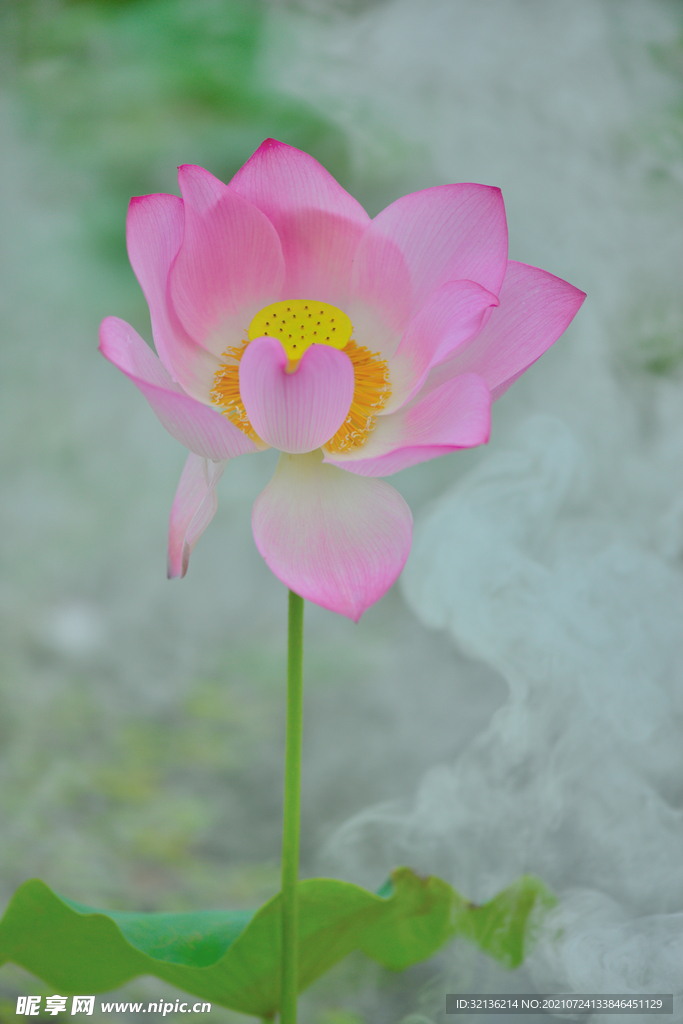 荷花荷叶