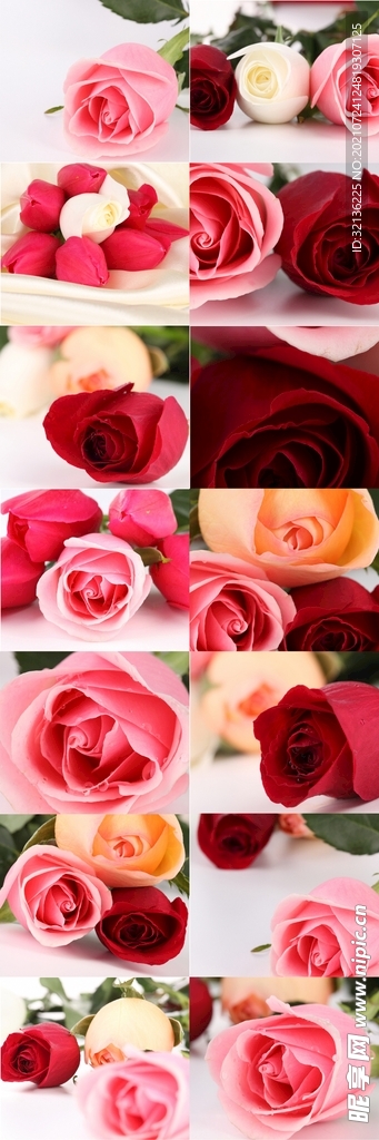 玫瑰花
