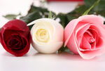玫瑰花