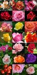 玫瑰花