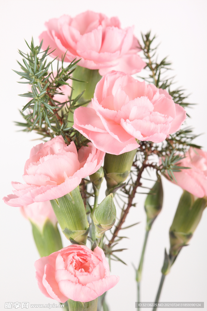 玫瑰花