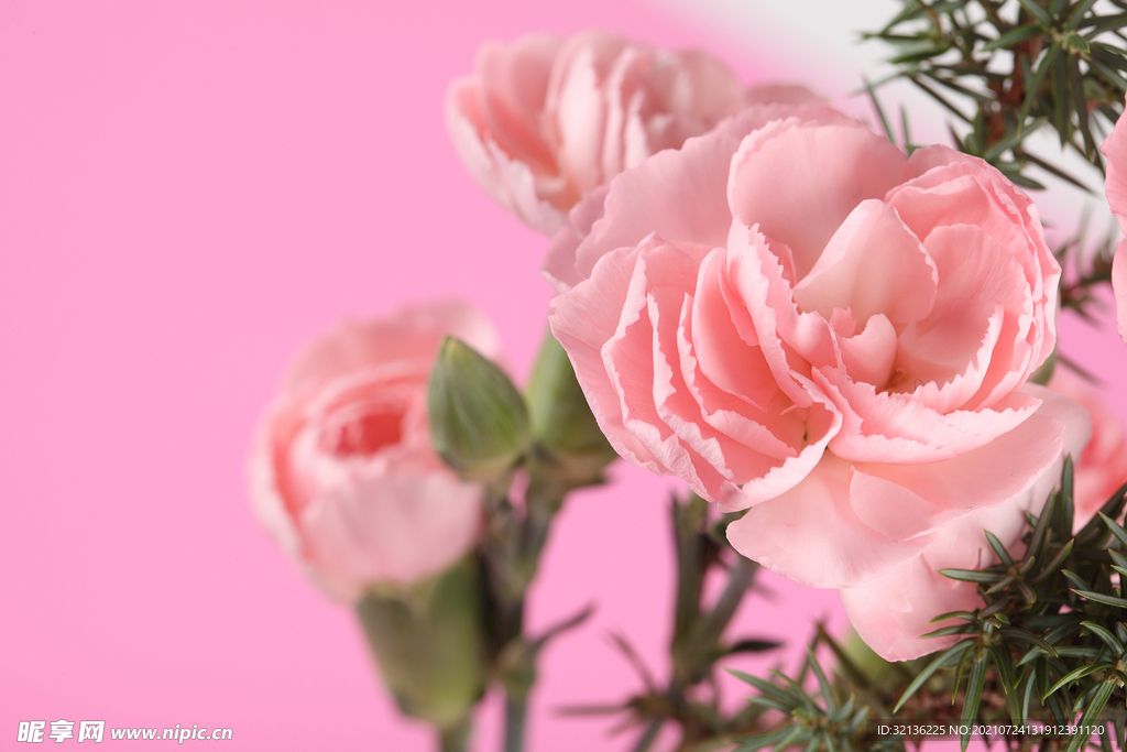 玫瑰花