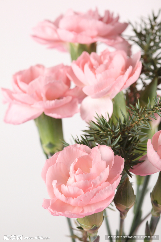 玫瑰花