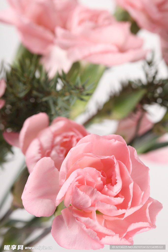 玫瑰花
