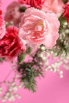 玫瑰花