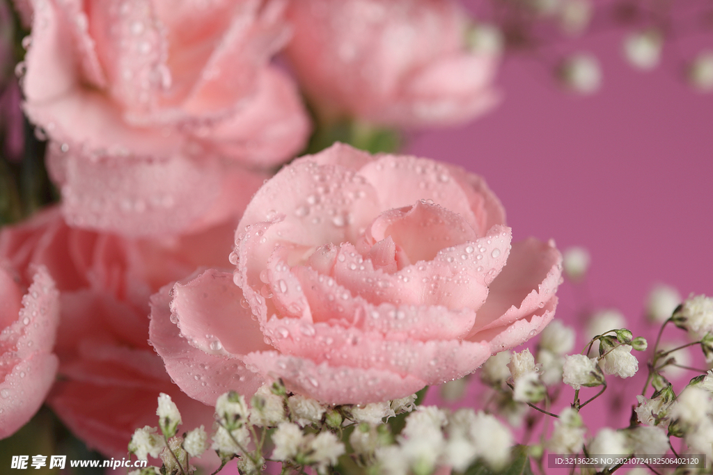玫瑰花