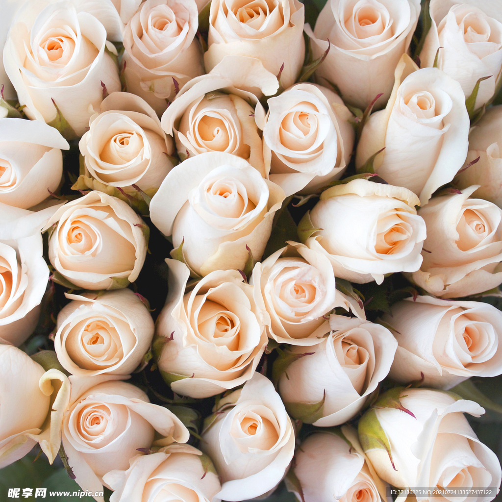 玫瑰花