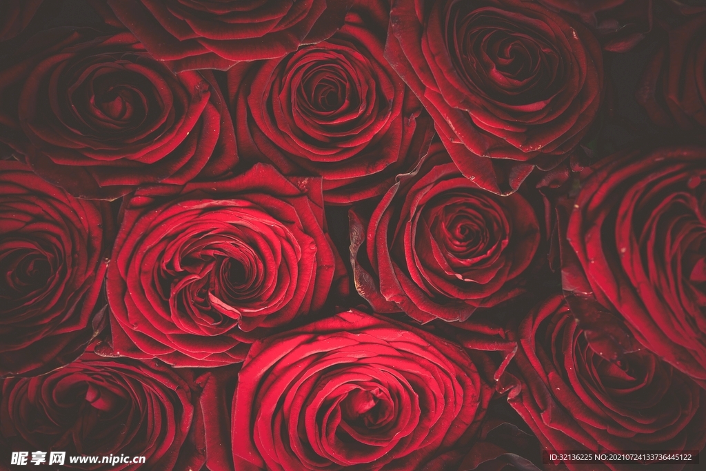 玫瑰花