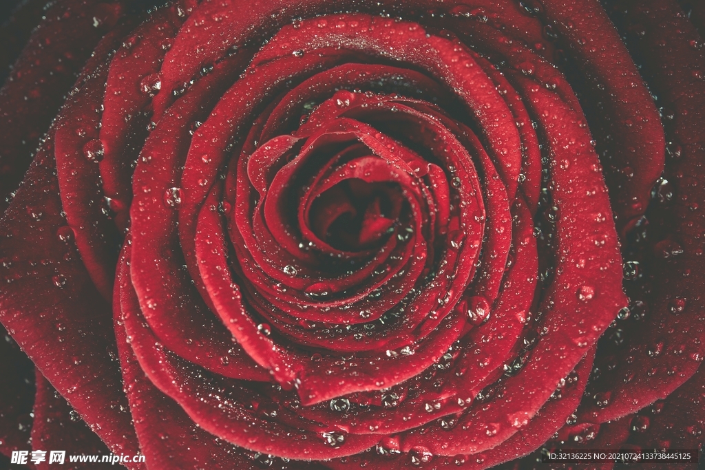 玫瑰花