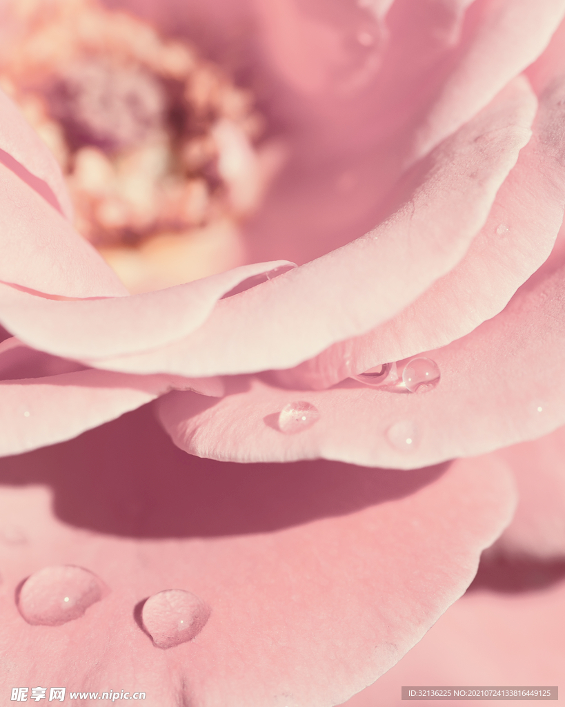 玫瑰花