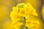 油菜花