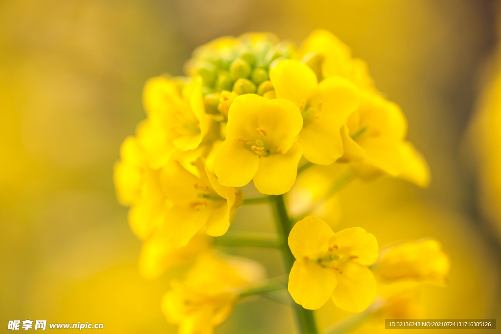 油菜花