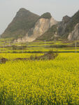 油菜花