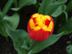 花卉
