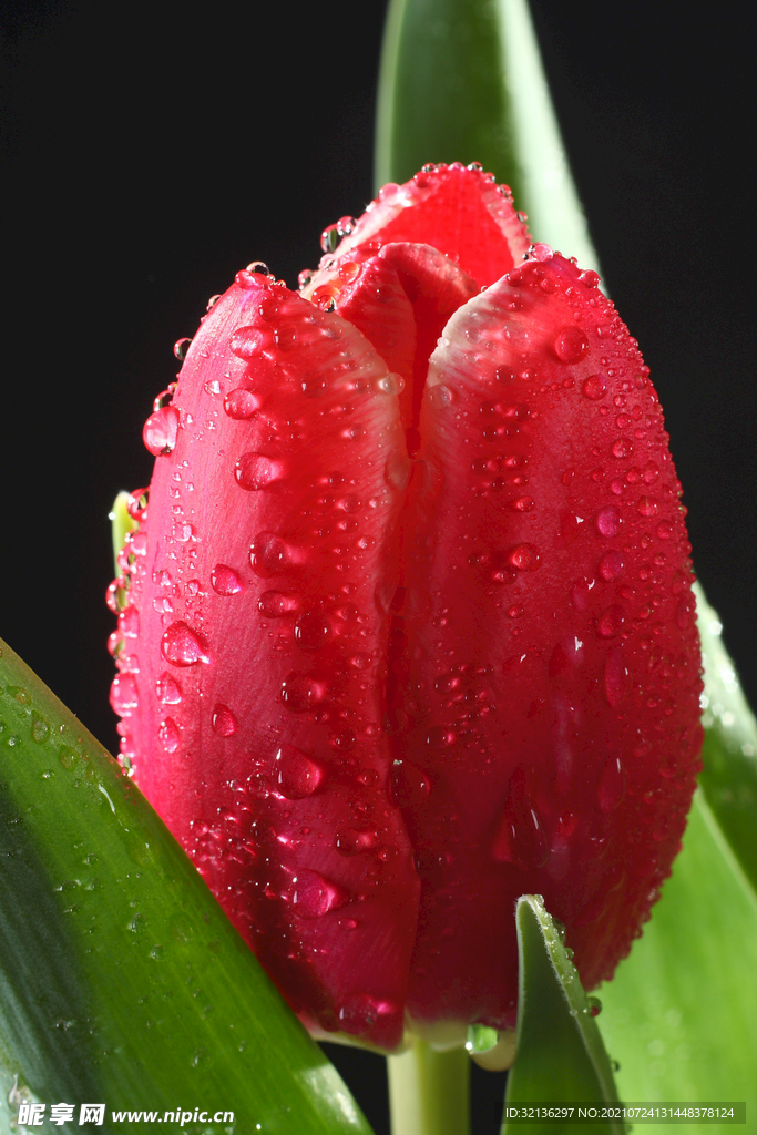 花卉