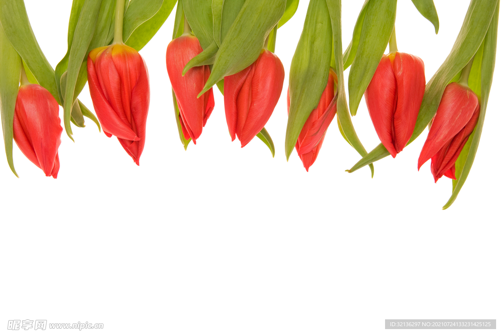 花卉
