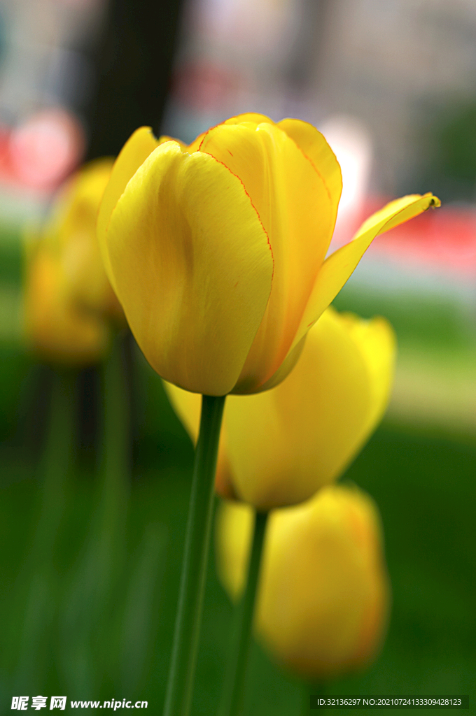 花卉