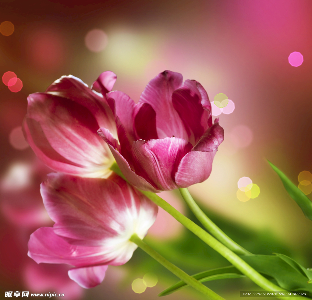 花卉