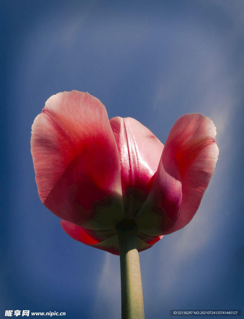 花卉