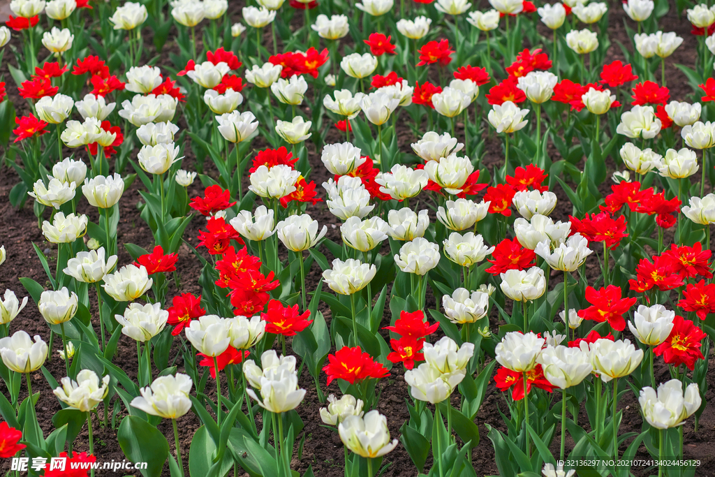花卉