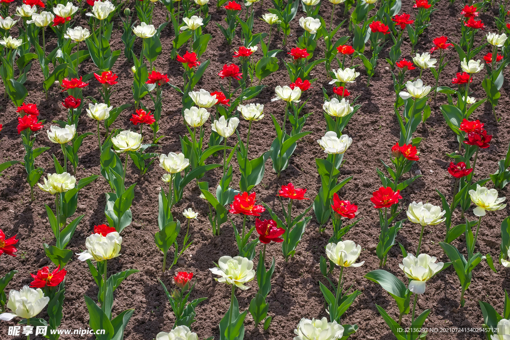 花卉