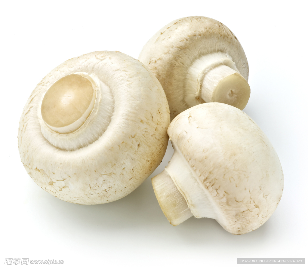 蘑菇