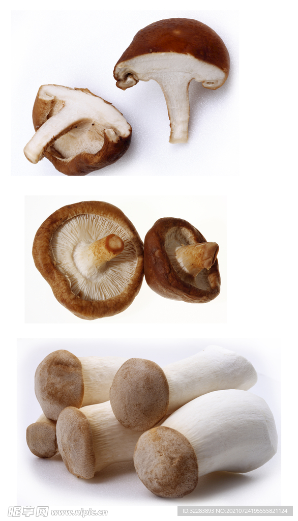 蘑菇