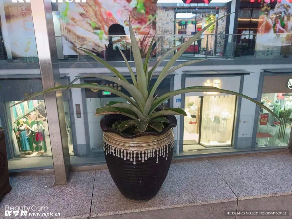 多叶
