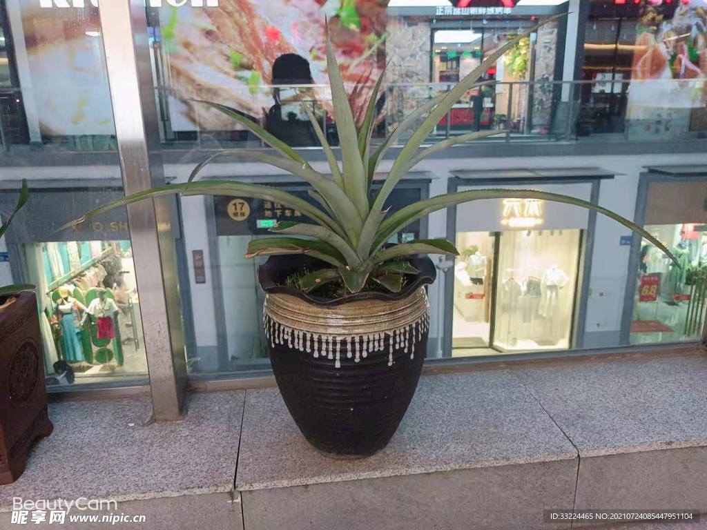 植物
