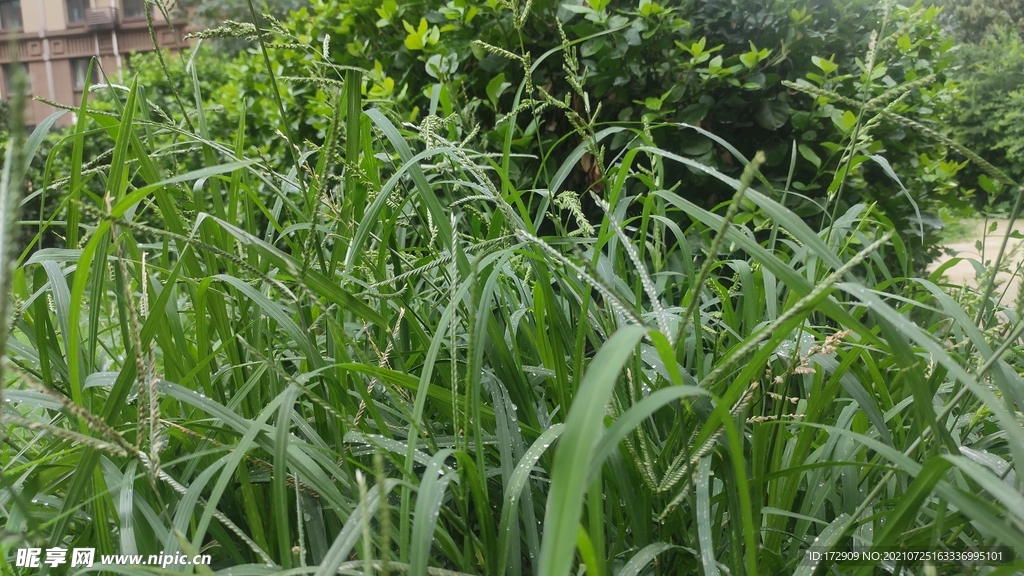 拍摄 雨后草丛