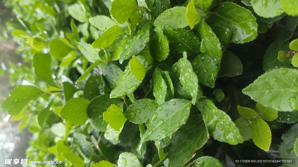 拍摄雨后叶子