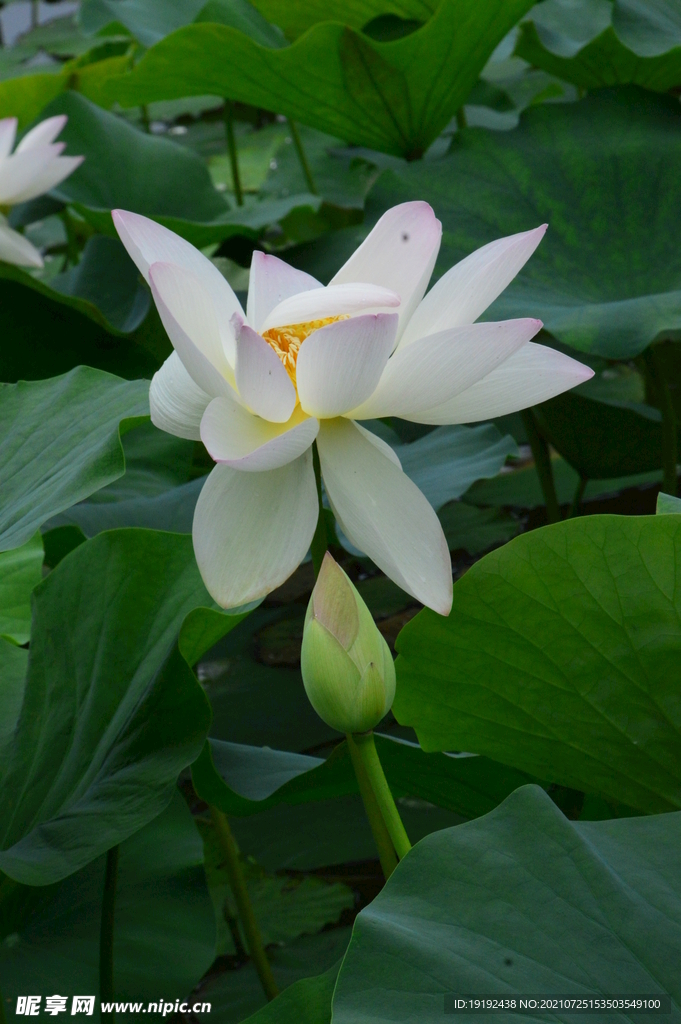 荷花
