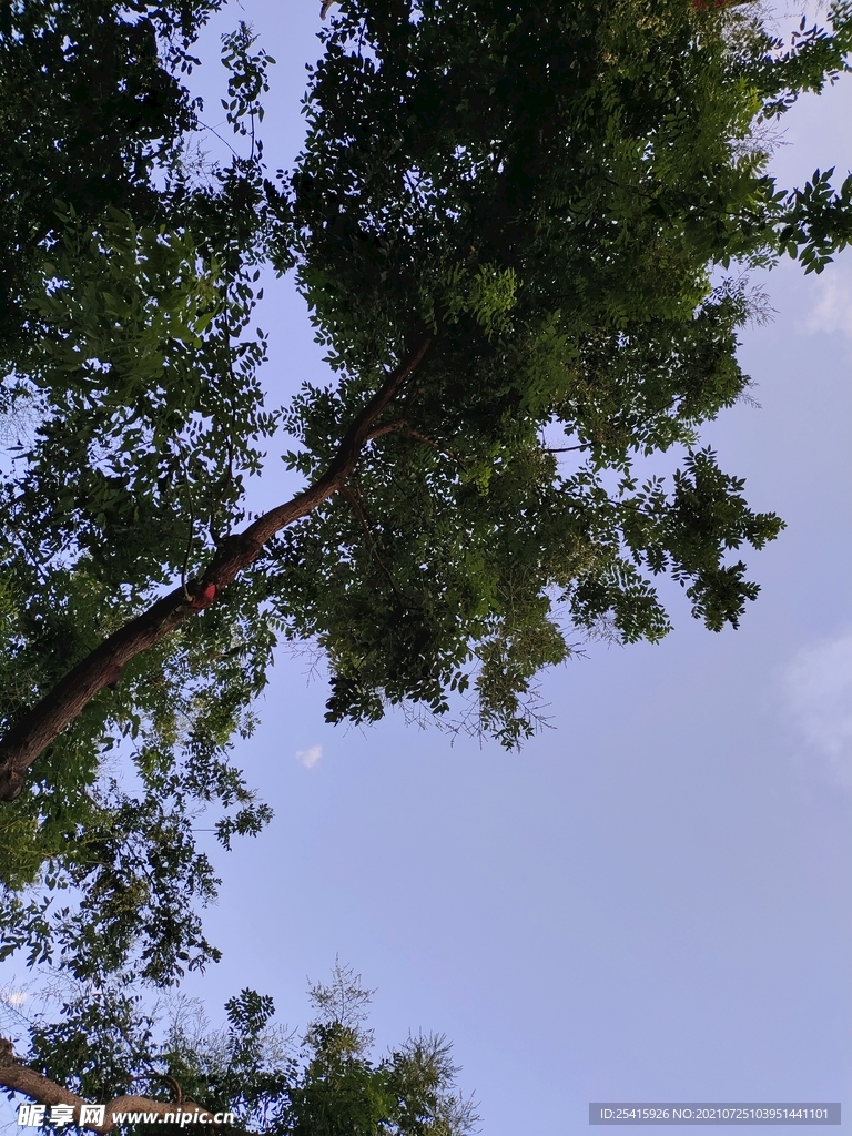 树木