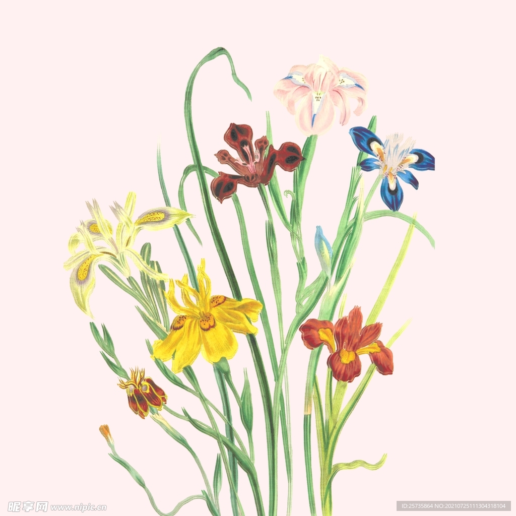 手绘兰花