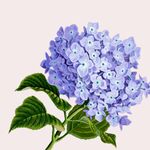 手绘绣球花