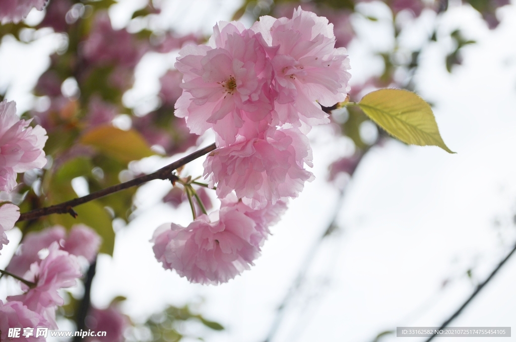 樱花