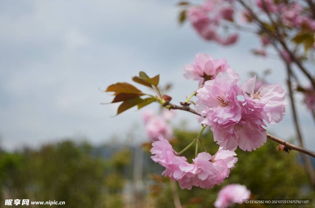 樱花
