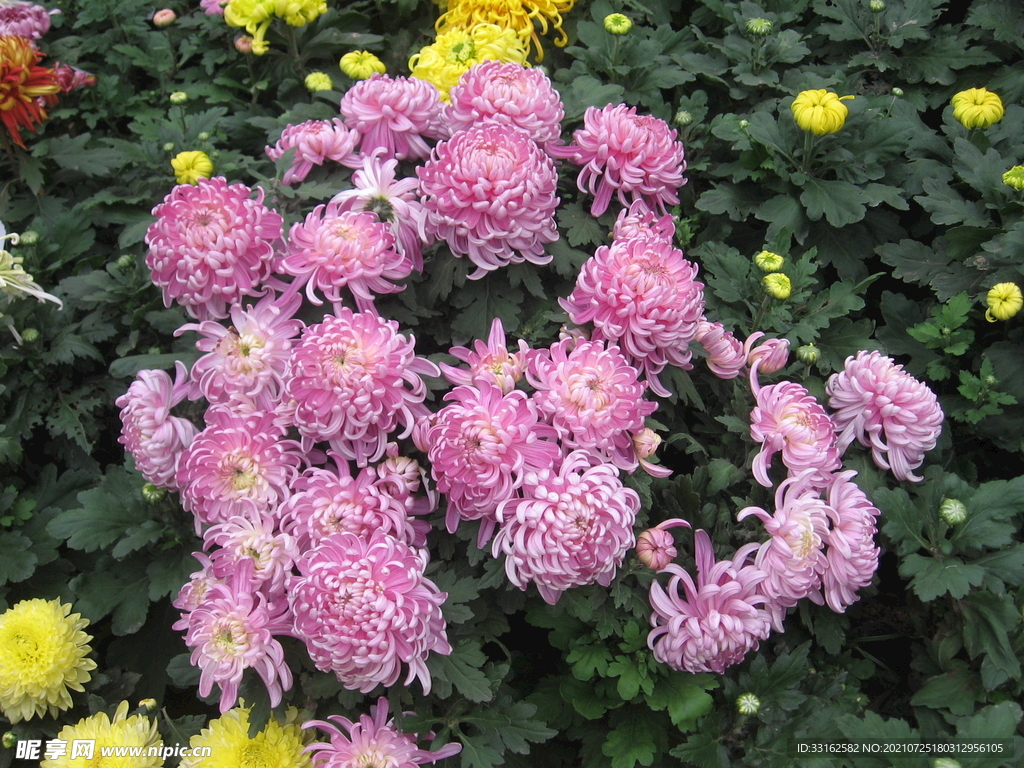 菊