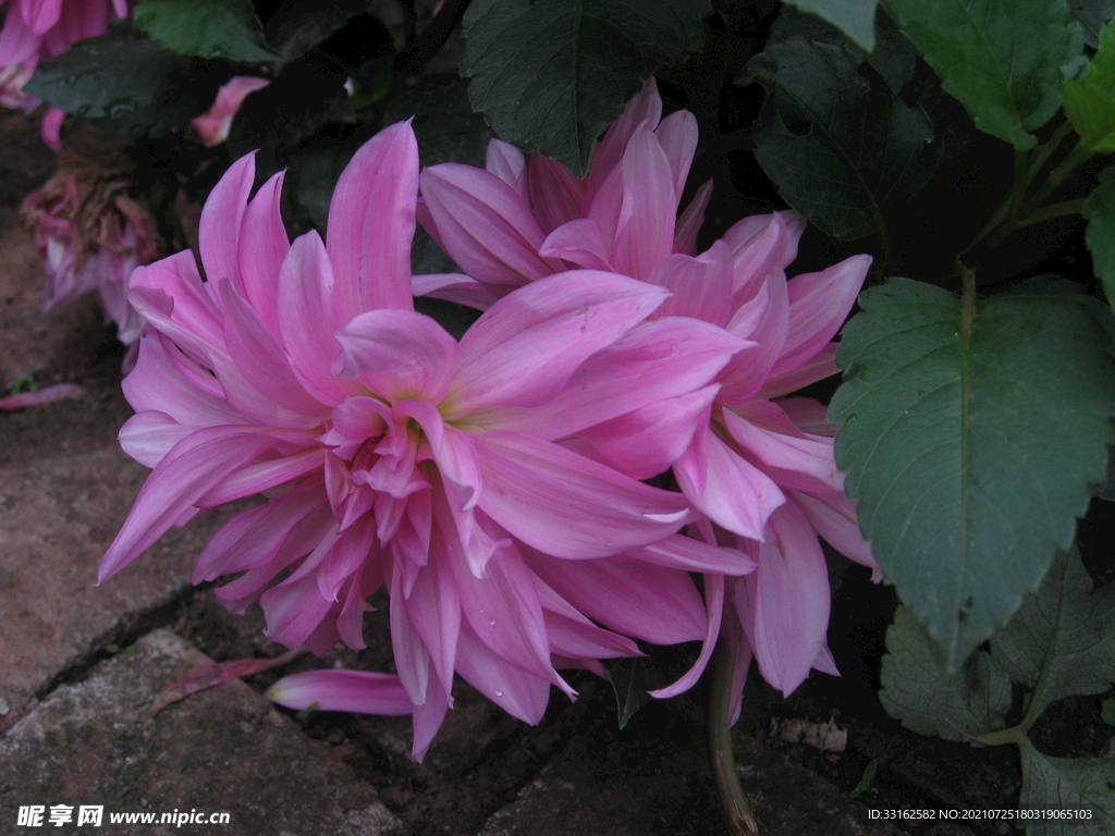 菊