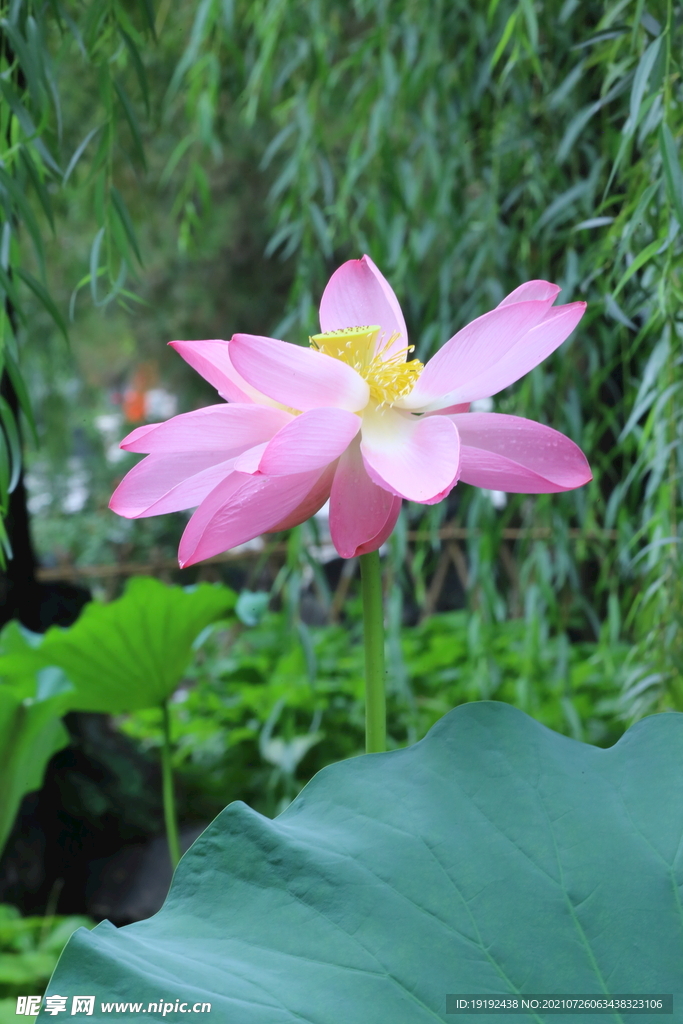 荷花 