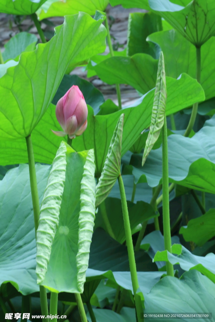 荷花