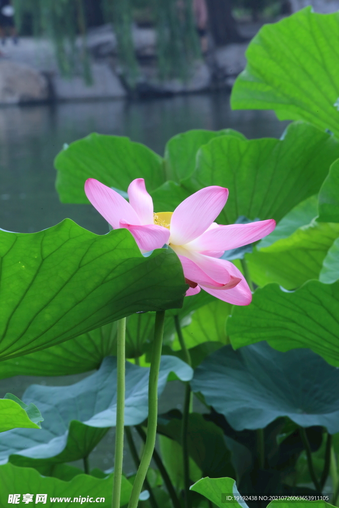 荷花