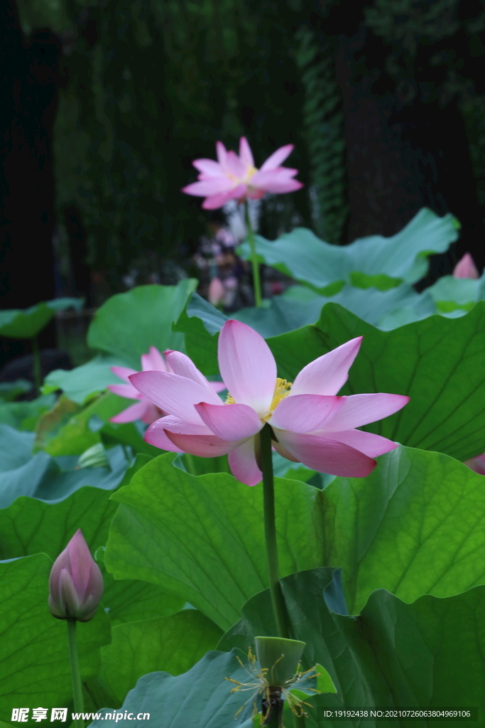 荷花 