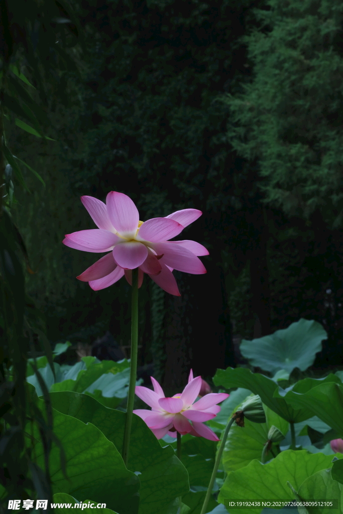 荷花  