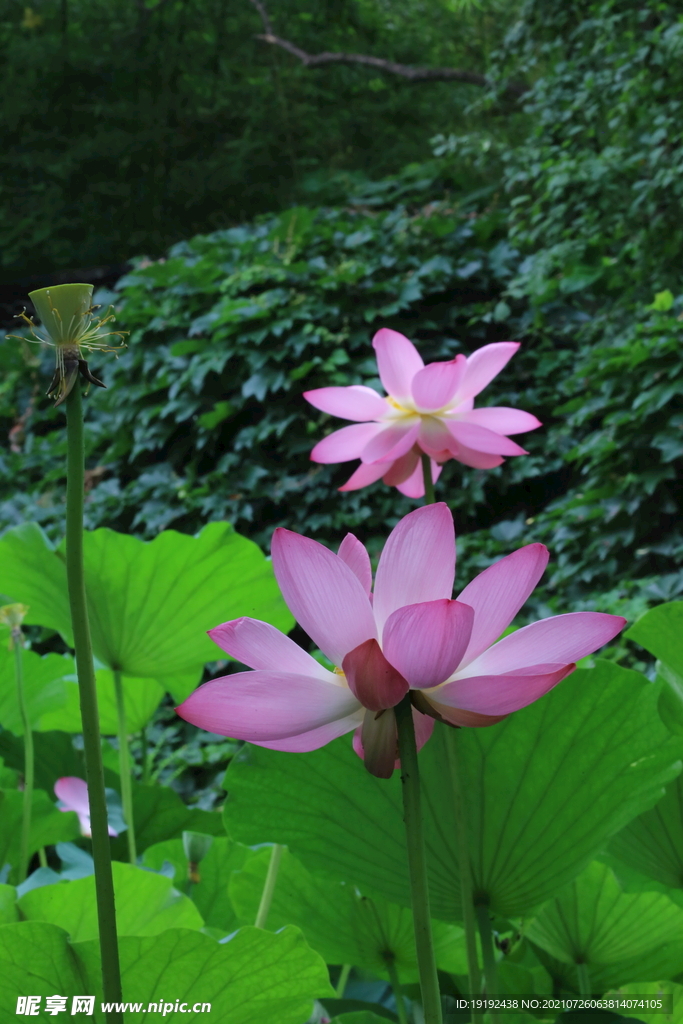 荷花 