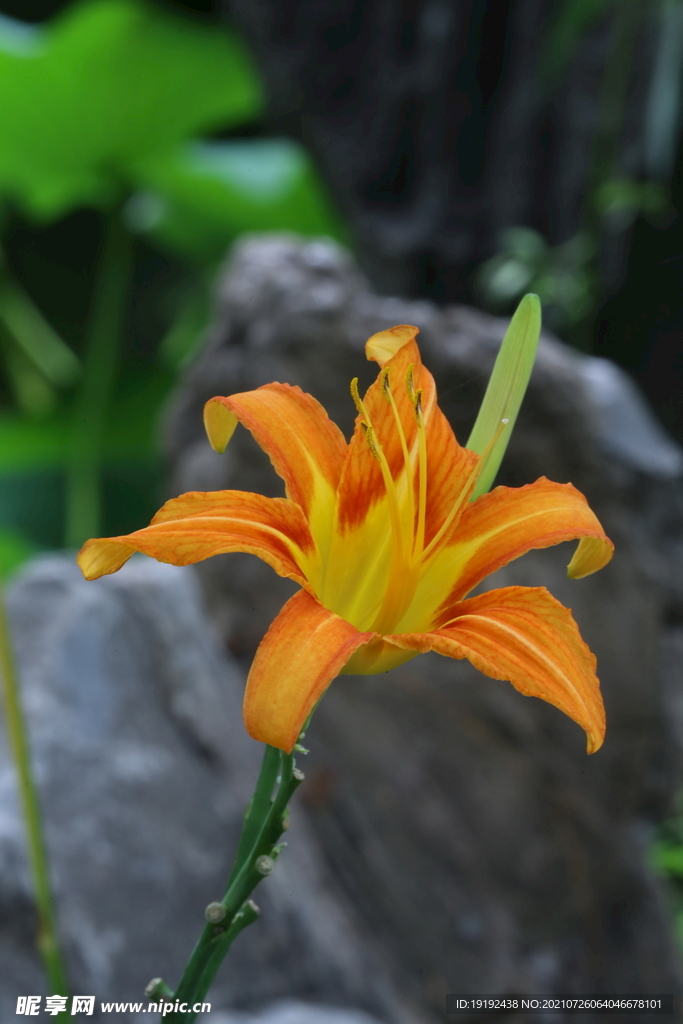 萱草花