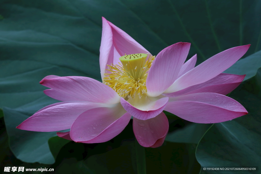 荷花