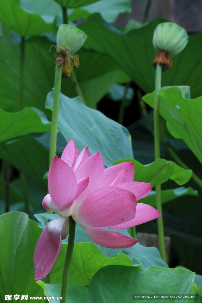 荷花