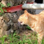 黄色狸花猫